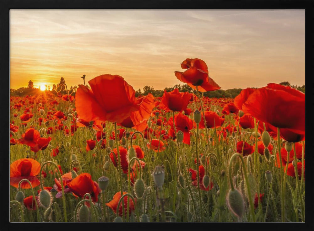 Setting sun in field of poppies | Panoramic Poster