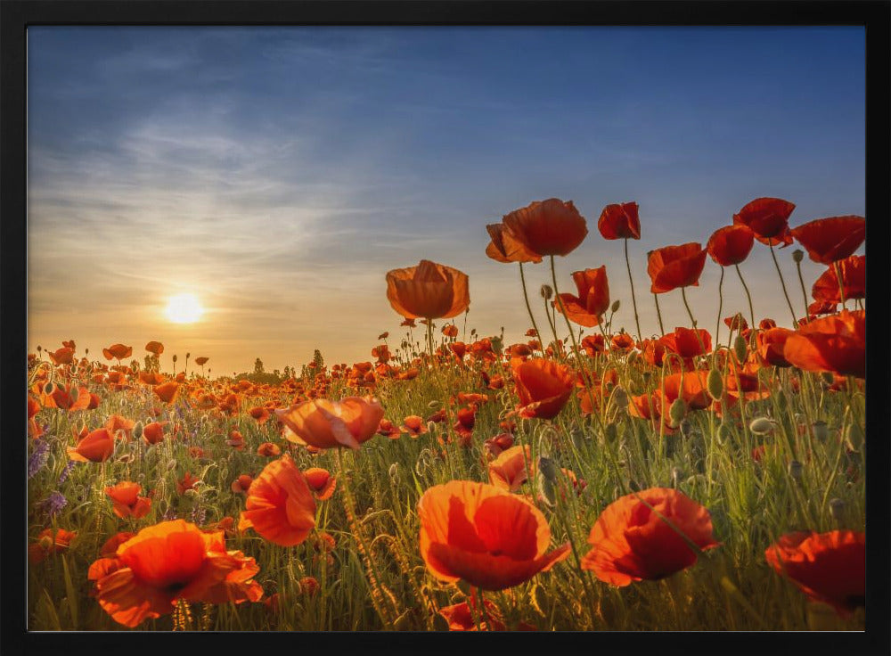 Poppies in the sunset Poster