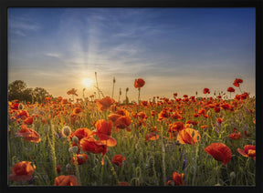 Poppy idyll in sunset Poster