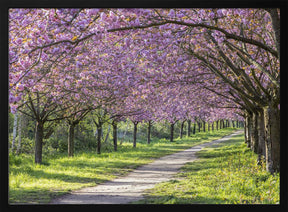 Idyllic cherry blossom alley Poster