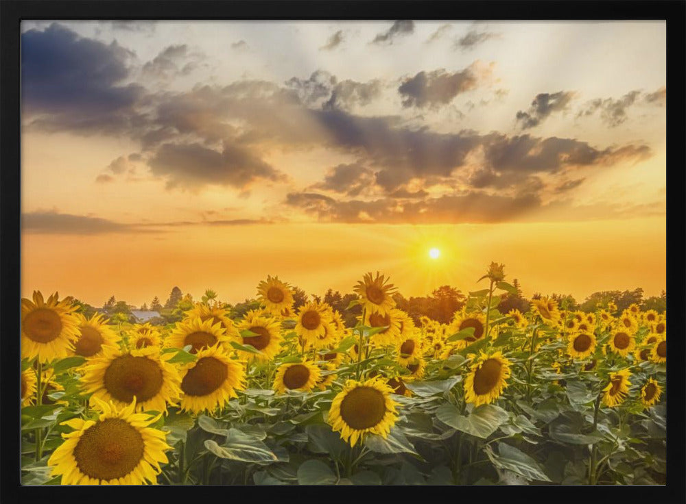 Sunflower field at sunset | Panoramic View Poster