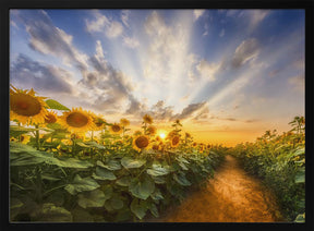 Path through the sunflower field Poster