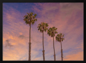 Palm trees - Idyllic sunset Poster