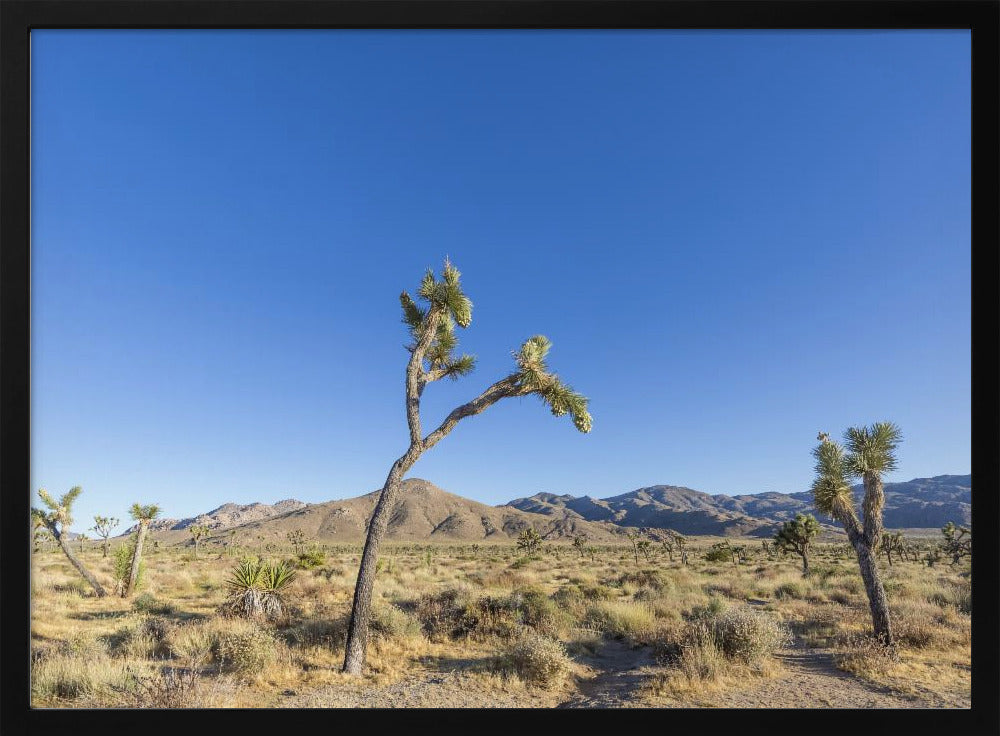 Joshua Tree National Park Impression Poster