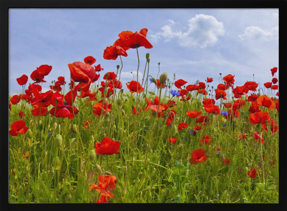 Field of Poppies | panoramic view Poster