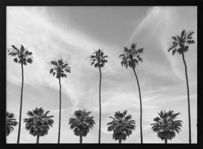 Palm Trees in La Jolla, California Poster