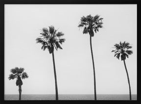 Palm trees by the sea | monochrome Poster