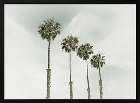 California Palm Trees Poster