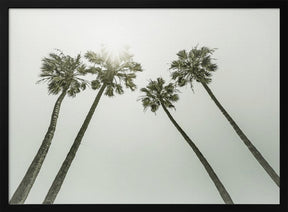 Lovely vintage palm trees in the sun Poster