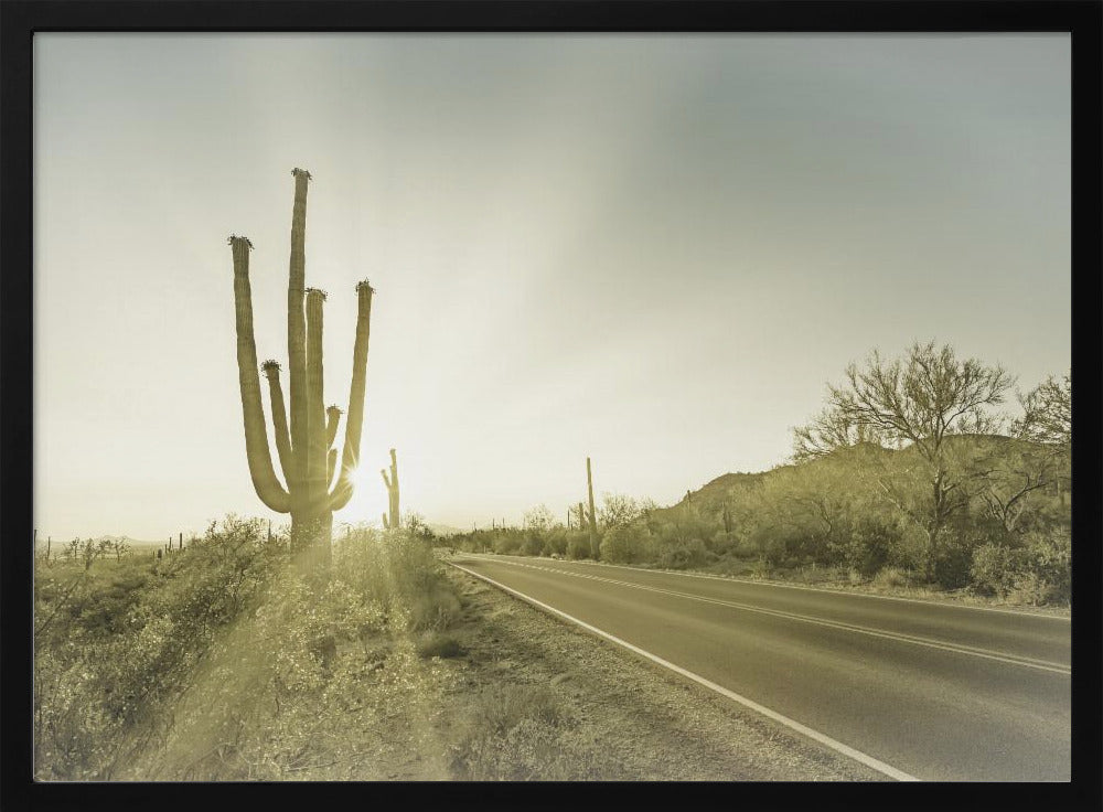 SAGUARO NATIONAL PARK Setting Sun | Vintage Poster