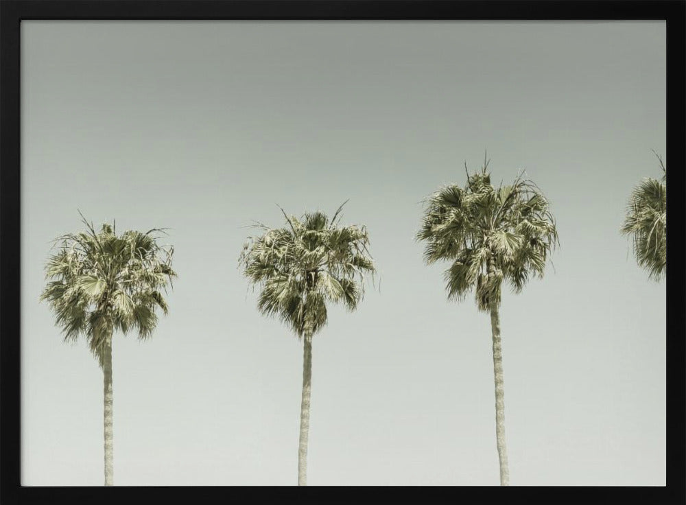 Panoramic Vintage Palm Trees Poster