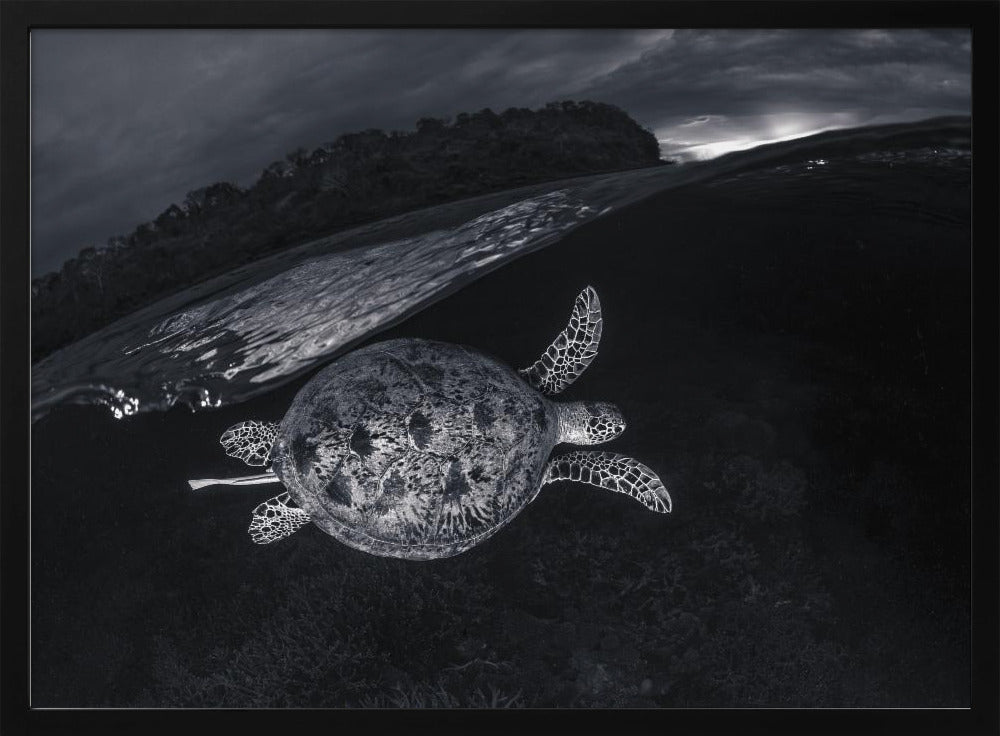 Monochrone, Split Level and Green Sea Turtle Poster