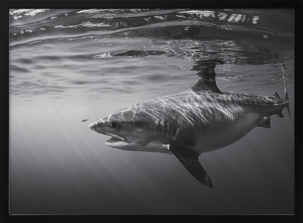 Monochrome Tiger Shark Poster