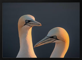 Northern gannet Poster