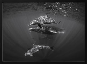 Dolphins with Black and whale Poster