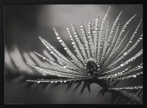 Pine fruit macro Poster