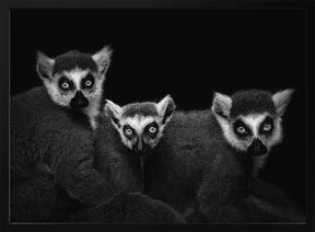 Lemur Trio Poster