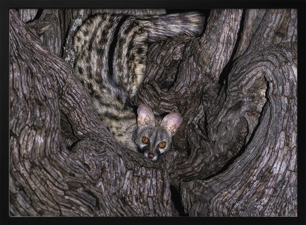 Small Spotted Genet Poster