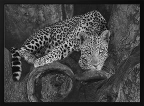 Leopard on A Tree Poster