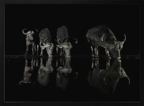 Buffalos at The Night Poster