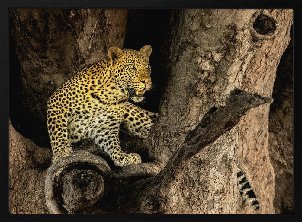 Leopard on A Tree Poster