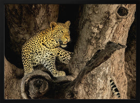 Leopard on A Tree Poster