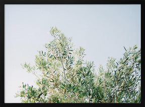 Olives In Ostuni | Italy Travel Photography Poster