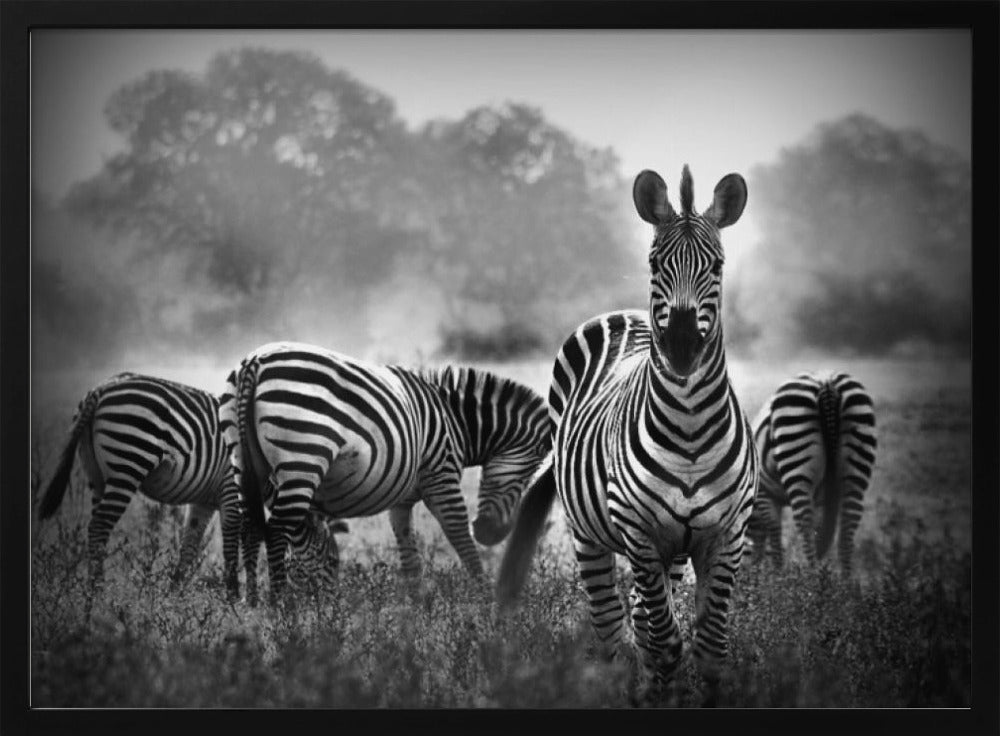 Stallion in a Pin Stripe Suit Poster