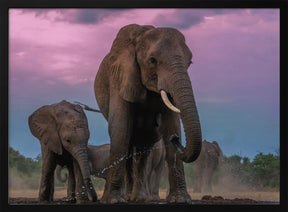 Elephants Poster