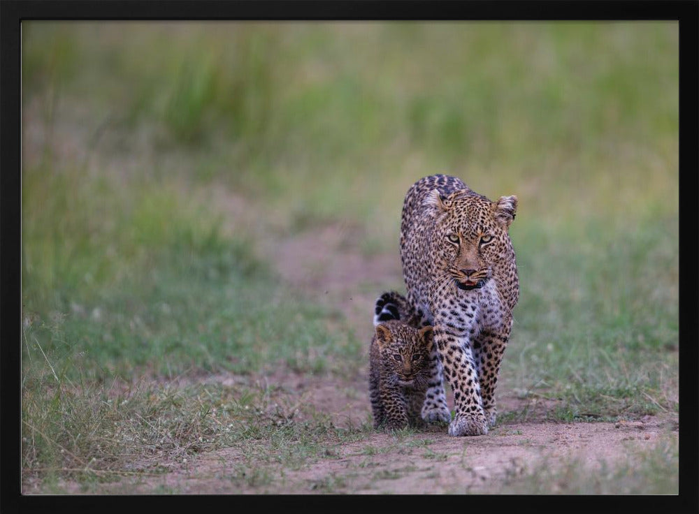 leopard family Poster