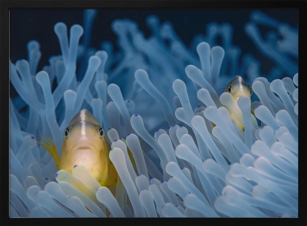 Skunk-striped anemonefish Poster