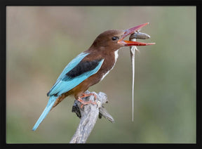 Kingfisher with catch Poster