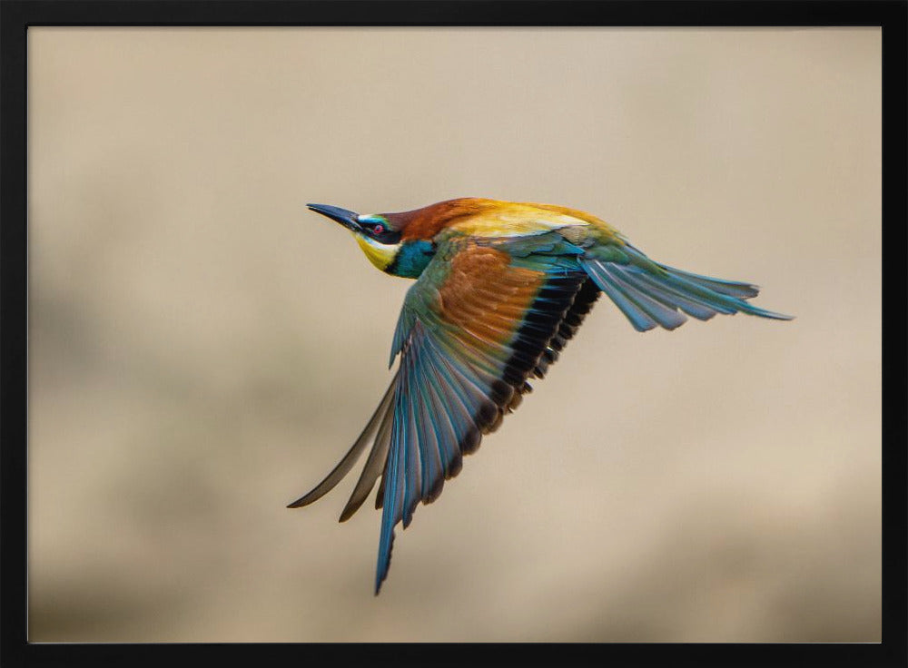 Bee-eater Poster