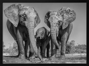 Elephant Family Poster