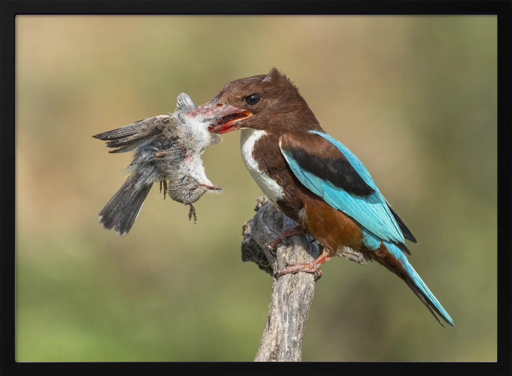 White-throated kingfisher catch Poster