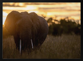 elephant sunrise Poster