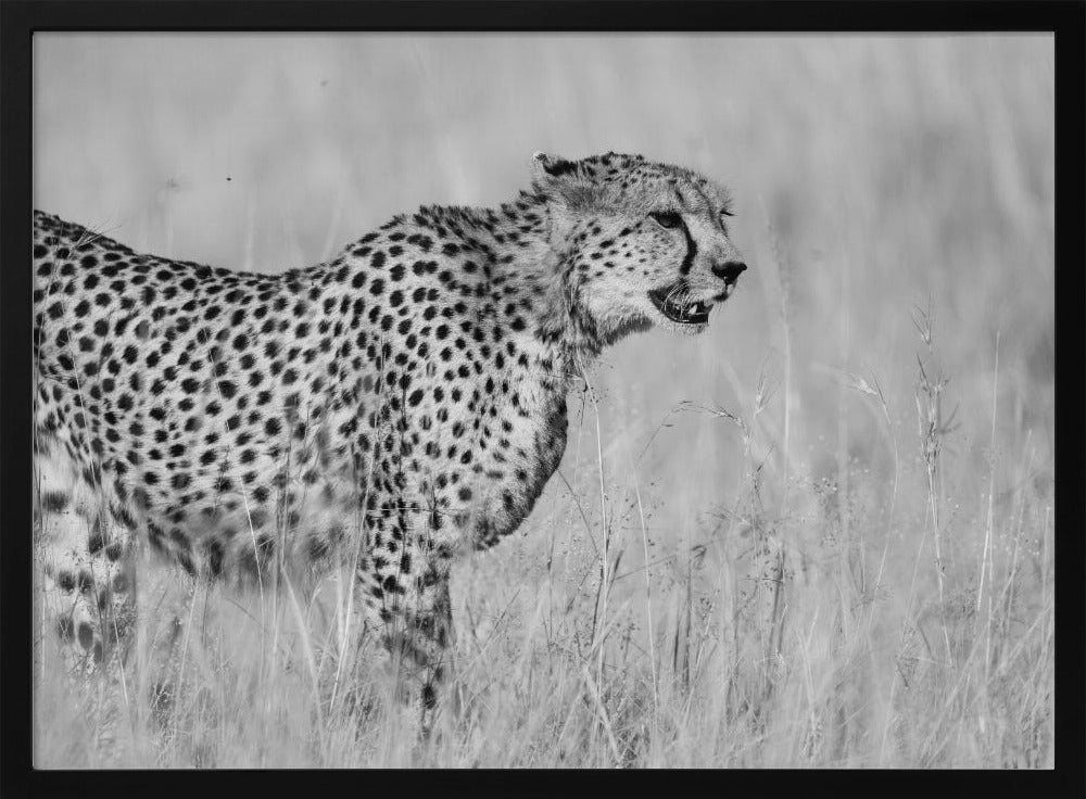 Side view of cheetah standing on field Poster