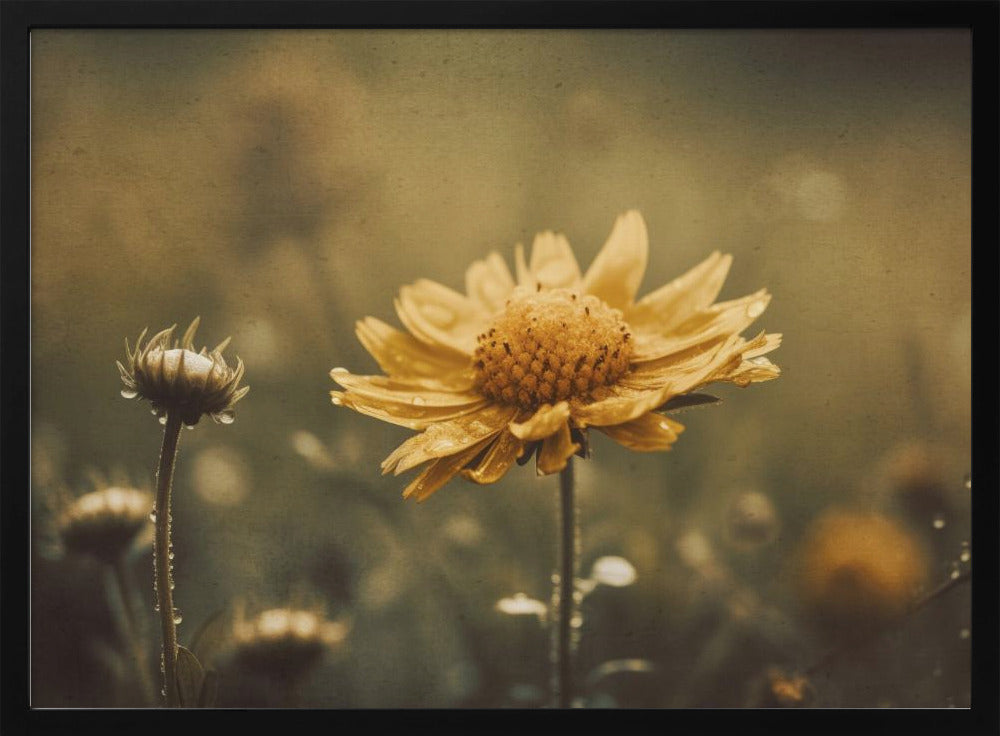 Yellow Field Flower Poster