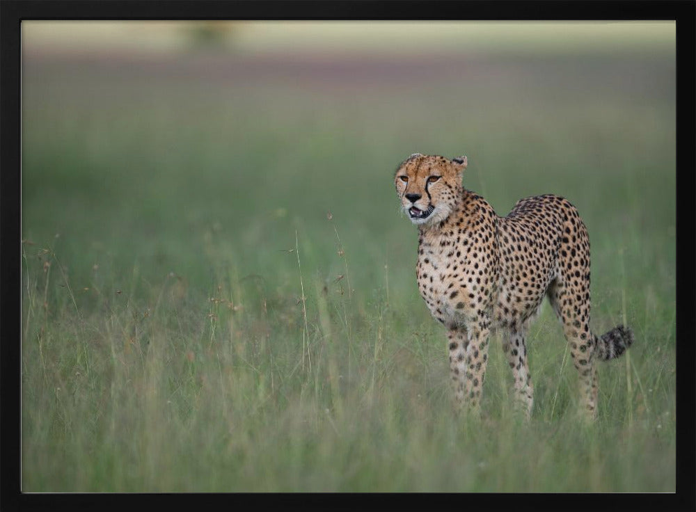 A cheetah on the hunt Poster