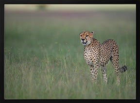 A cheetah on the hunt Poster