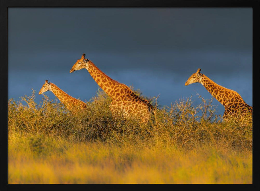 Giraffes at The Sunset Poster