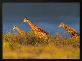 Giraffes at The Sunset Poster