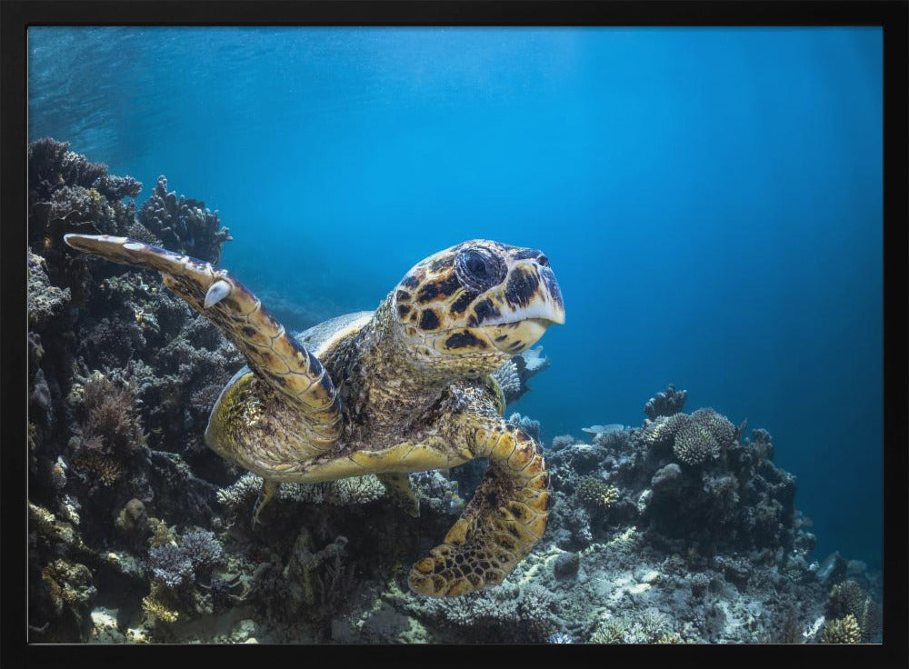 Hawksbill turtle Poster