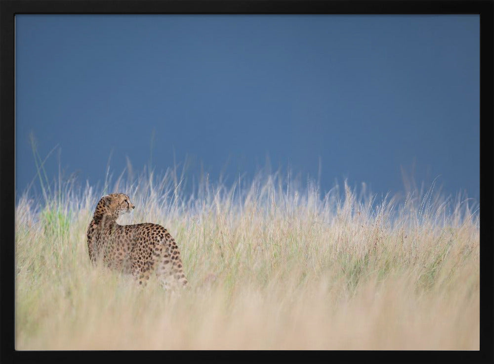 Young cheetah before some rain Poster