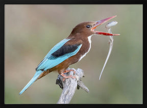 White-throated Kingfisher Poster