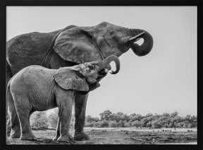 Elephant Drinking Poster