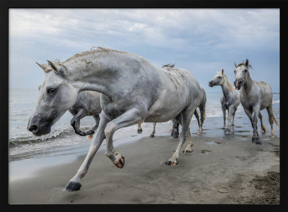 Camargue horses Poster
