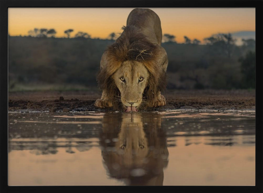 Lion Drinking at The Sunrise Poster