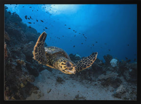 Hawksbill sea turtle Poster