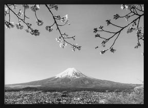 Fantastic panoramic view of Mount Fuji with cherry blossoms - monochrome Poster